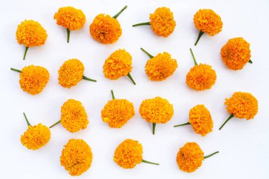 Güzel sarı kadife çiçekleri