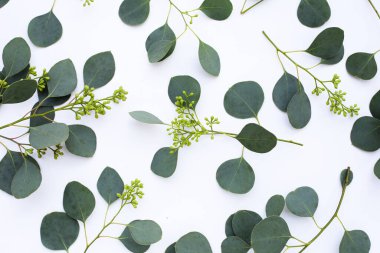 Beyaz arka planda okaliptüs yaprakları. Yeşil yaprak dalları.