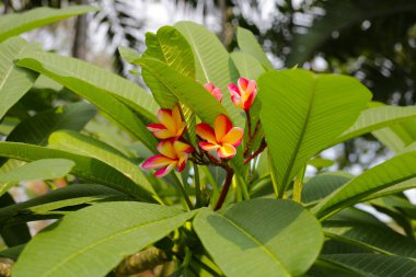 Plumeria or frangipani flower. Tropical tree