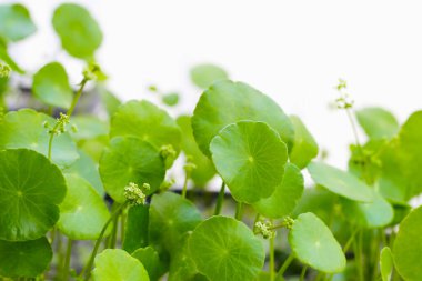 Taze yeşil centella asiatica yaprakları çiçek ya da beyaz arka planda su pennywort bitkisi.