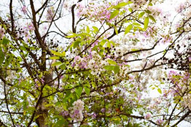 Tayland bungor ağacı (Lagerstroemia loudonii Teijsm ve Binn)