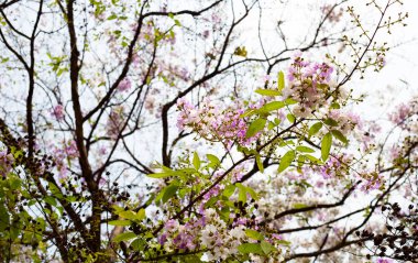 Tayland bungor ağacı (Lagerstroemia loudonii Teijsm ve Binn)