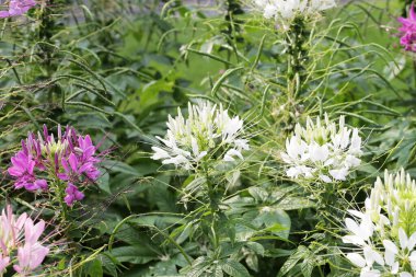 Parktaki Cleome Spinosa çiçeği