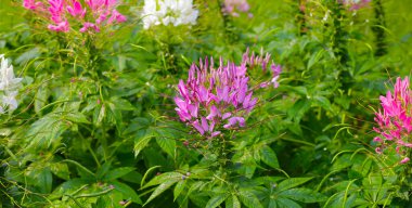 Parktaki Cleome Spinosa çiçeği