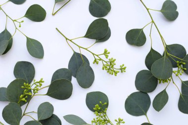 Beyaz arka planda okaliptüs yaprakları. Yeşil yaprak dalları.