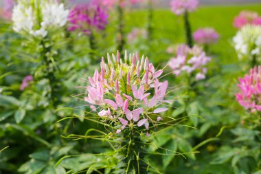 Parktaki Cleome Spinosa çiçeği