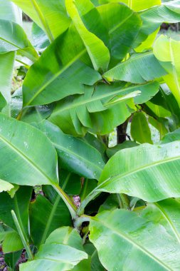 Güzel muz taze yeşil yapraklar.