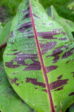 Kan muzu kırmızı muz ağacı