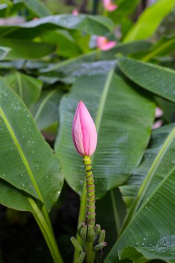Yeşil yapraklı güzel muz çiçeği