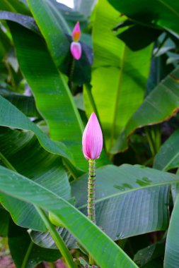 Yeşil yapraklı güzel muz çiçeği