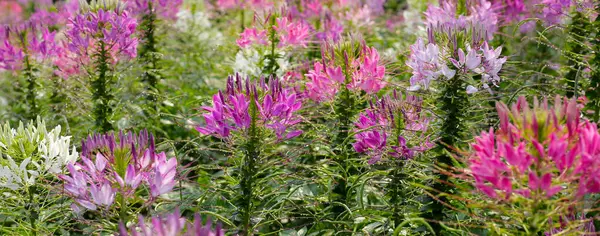 Parktaki Cleome Spinosa çiçeği