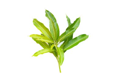 Mango yaprakları beyaz arkaplanda.