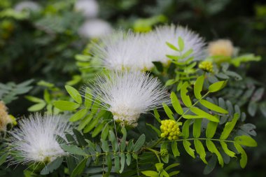 Calliandra hematocephala, ağaçta beyaz çiçekler