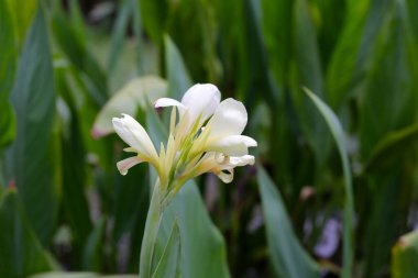 Çiçek açan yeşil yapraklı zambak çiçeği