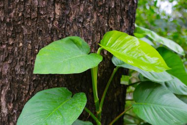 Epipremnum aureum ağaca tırmanıyor