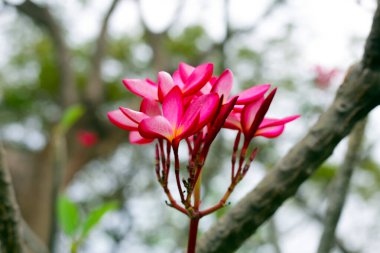 Plumeria or frangipani flower. Tropical tree