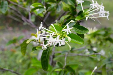 Posoqueria latifolia rudge schult çiçeği.