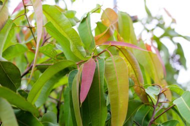 Okaliptüs ağacı Park