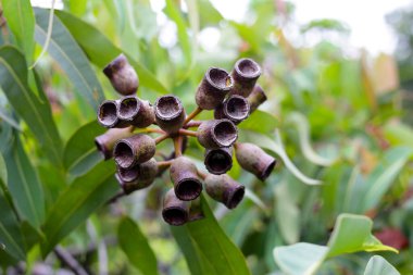 Okaliptüs ağacı Park