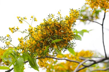 Yellow flower of burma padauk tree clipart