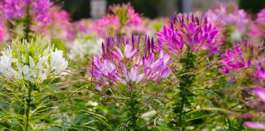 Parktaki Cleome Spinosa çiçeği