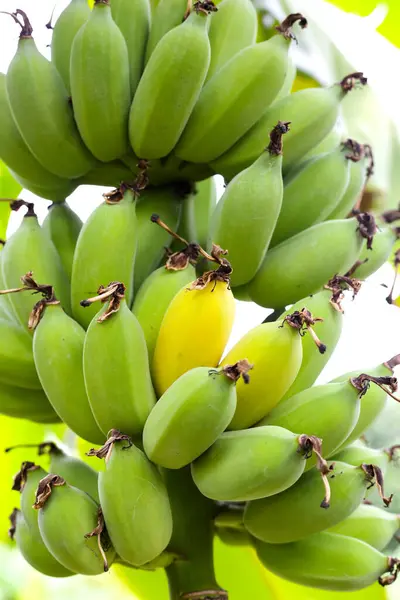 stock image Banana fruits on tree. A cluster of bananas