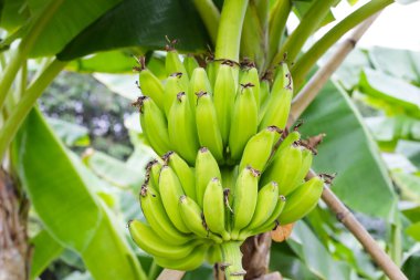 Ağaçta muz meyveleri. Bir muz kümesi