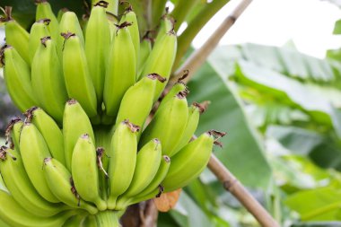 Ağaçta muz meyveleri. Bir muz kümesi