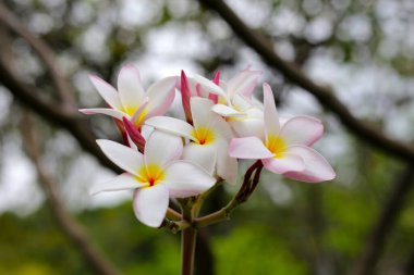 Plumeria or frangipani flower. Tropical tree