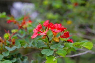 Kırmızı Bauhinia çiçeği ya da Kırmızı Orkide ağacı