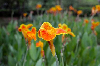 Çiçek açan yeşil yapraklı zambak çiçeği