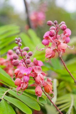 Ağacın üzerinde açan pembe Cassia grandis çiçeği