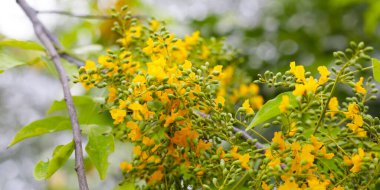 Burma padauk ağacının sarı çiçeği