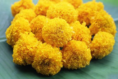 Güzel sarı kadife çiçekleri