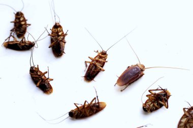 Beyaz arka planda bir grup ölü hamamböceği