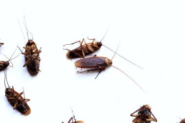 Beyaz arka planda bir grup ölü hamamböceği