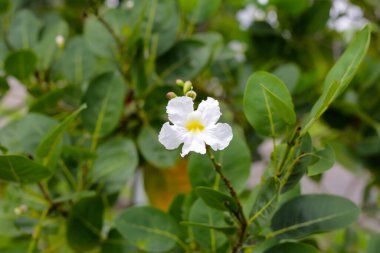 Tabebuia 'nın beyaz çiçeği solgun
