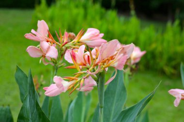 Blooming canna lily flower with green leaves clipart