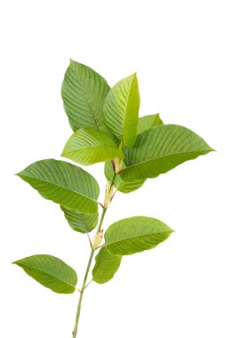 Beyaz arkaplanda Kratom ve Mitragyna speciosa.