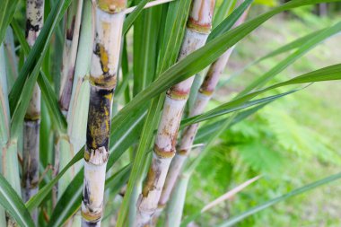 Bahçede taze şeker kamışı