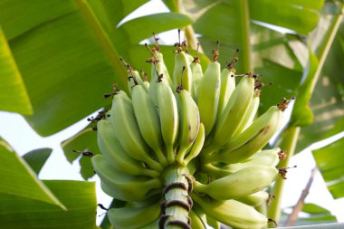Muz ağacından sarkan taze yeşil muzlar.