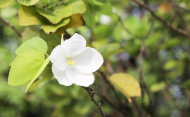Bauhinia orkidesi zambağı, beyaz çiçek
