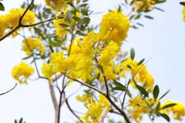Gümüş trompet ağacı, altın ağaç, Paraguay gümüş trompet ağacı.