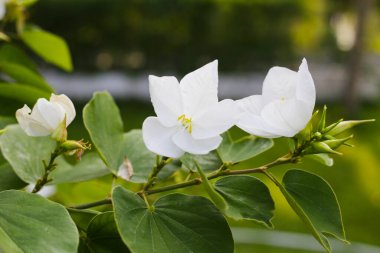 Bauhinia orkidesi zambağı, beyaz çiçek