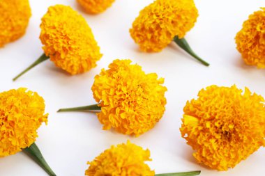 Güzel sarı kadife çiçekleri