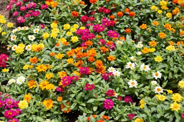 Bahçedeki zinnia çiçeği