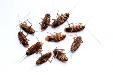 Beyaz arka planda bir grup ölü hamamböceği