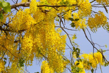 Cassia Fistül çiçek ağaç üzerinde
