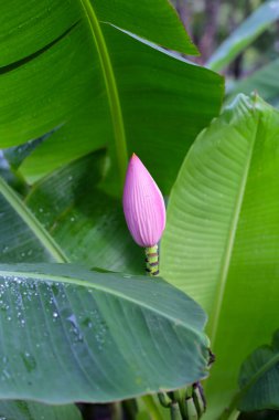 Yeşil yapraklı güzel muz çiçeği