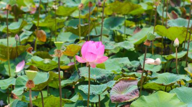 Gölette yeşil yapraklarla açan pembe nilüfer çiçeği. Lotus Gölü, güzel doğa arka planı.